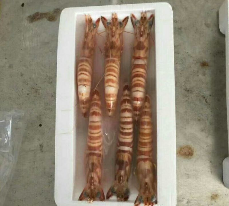南美白对虾食用冰鲜虾