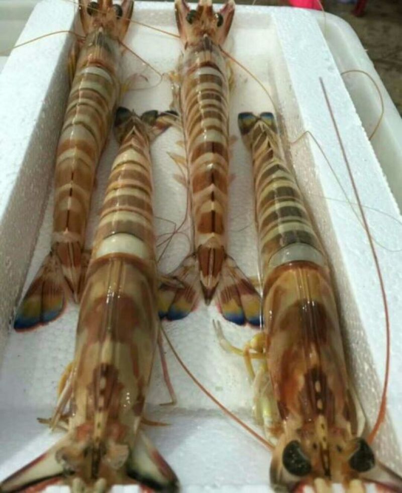 南美白对虾食用冰鲜虾