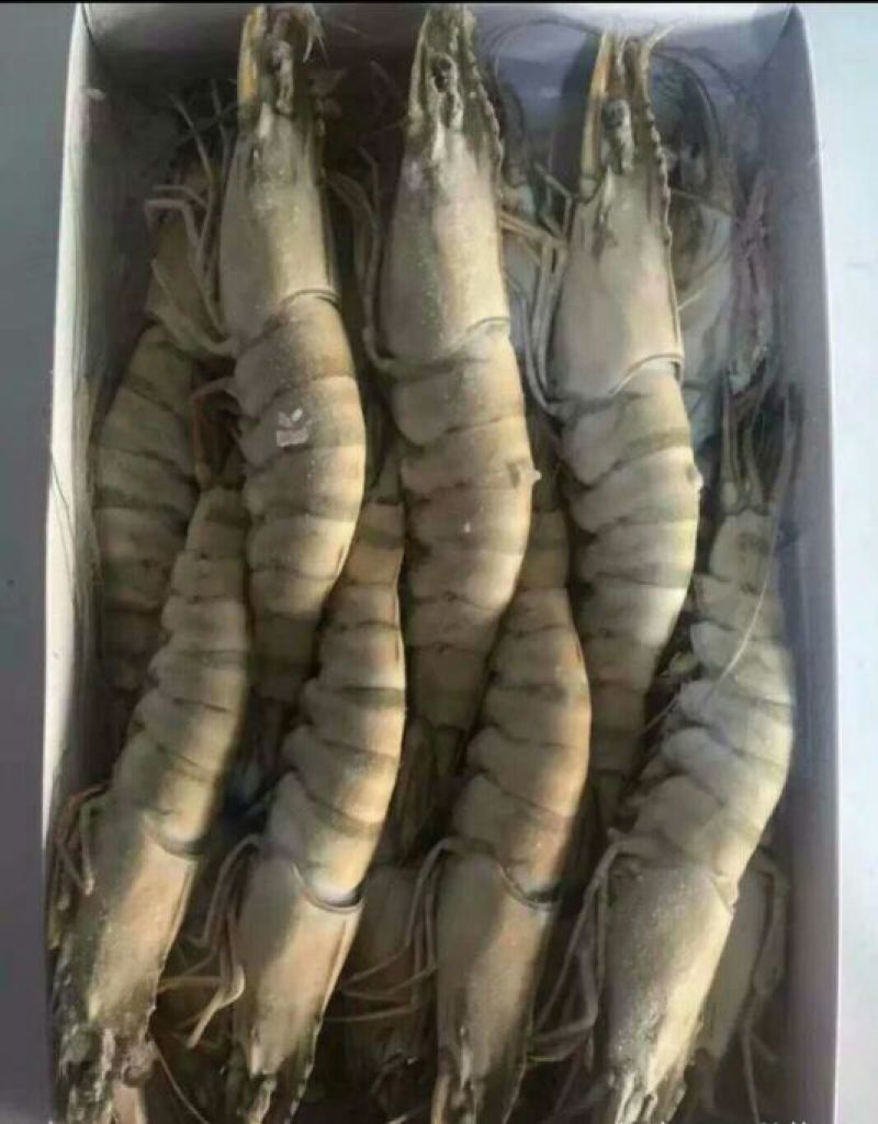 南美白对虾食用冰鲜虾