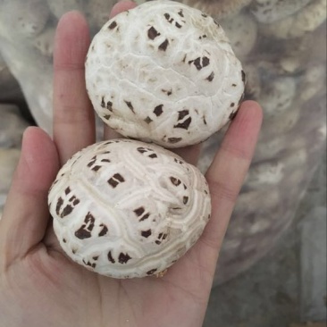 泌阳花菇花菇白花菇天白花菇茶花菇规格齐全产地直供