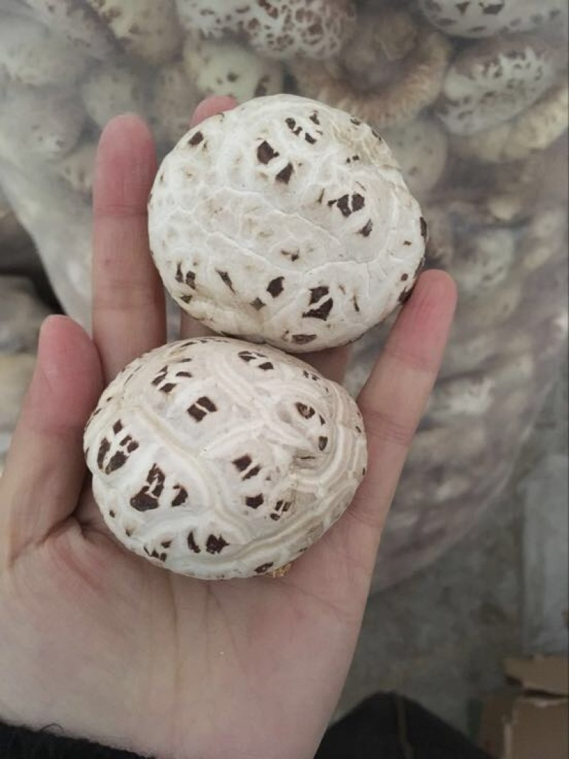 泌阳花菇花菇白花菇天白花菇茶花菇规格齐全产地直供