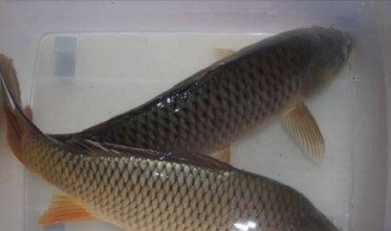河鲤鱼食用3公斤以上