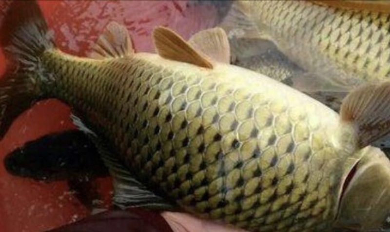 河鲤鱼食用3公斤以上