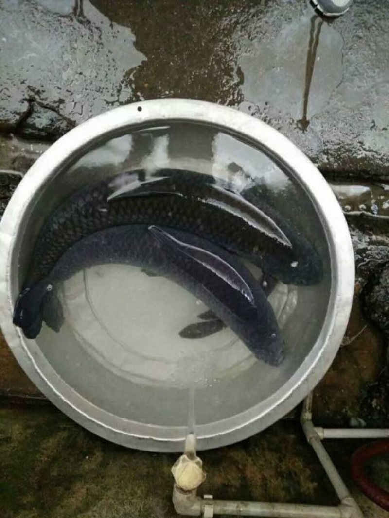 河鲤鱼食用3公斤以上