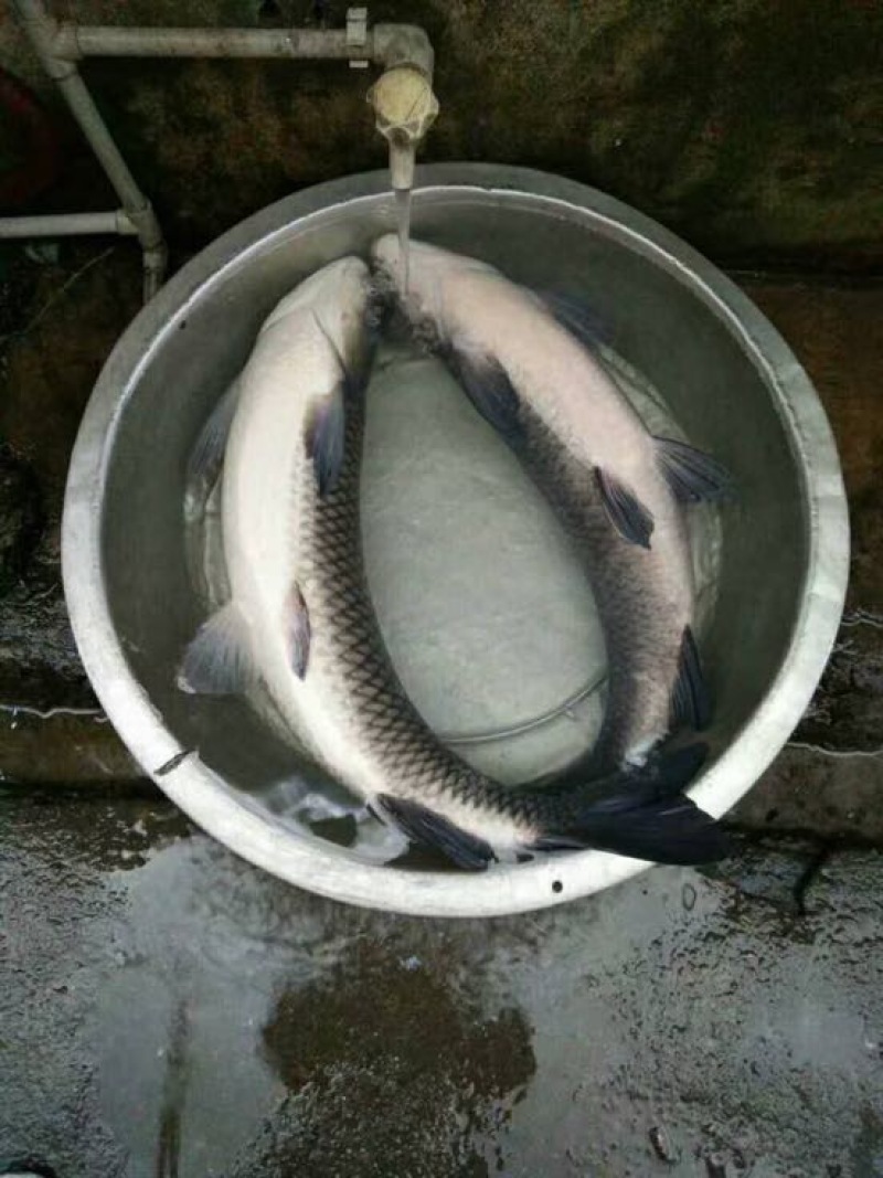 河鲤鱼食用3公斤以上