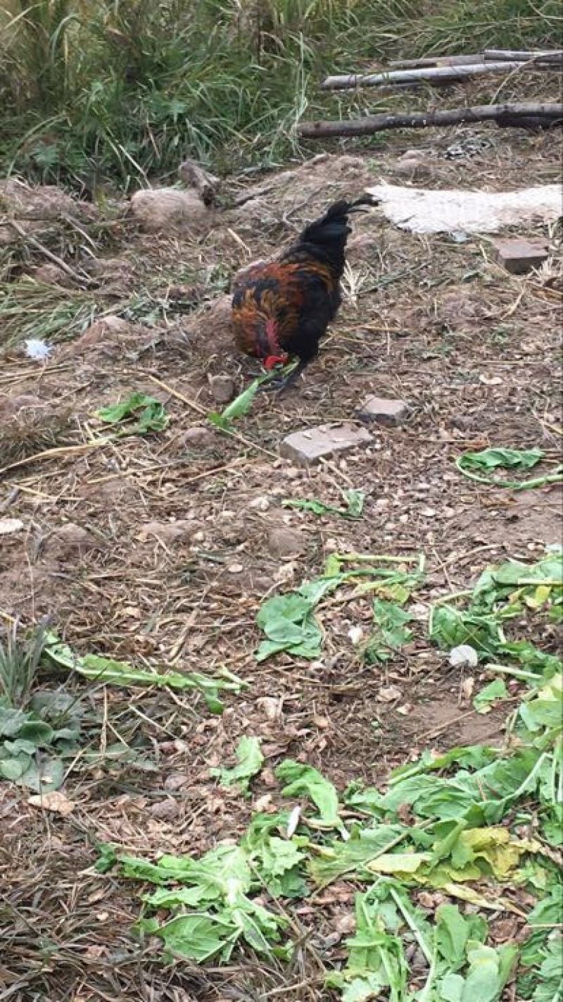 黑鸡9~12月