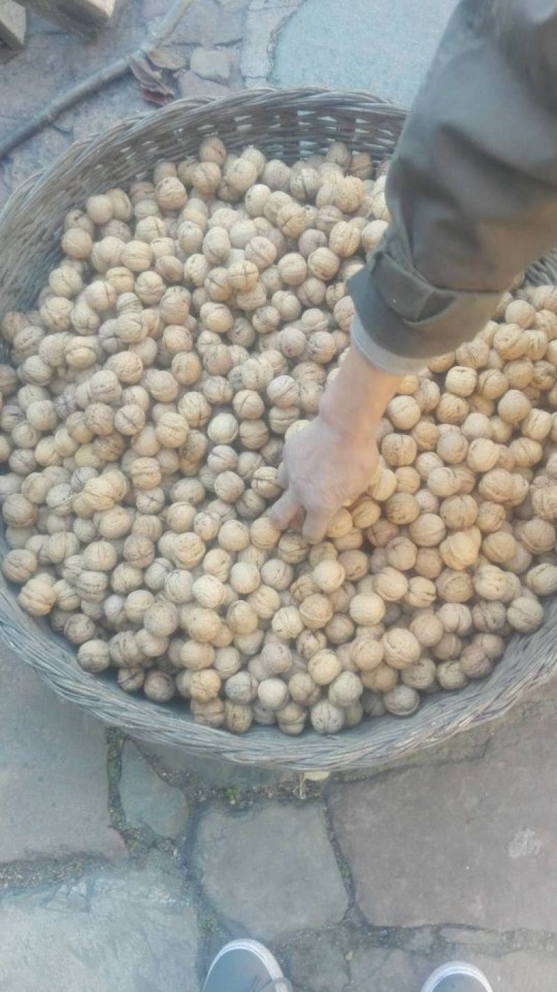 核桃去皮25~30mm干