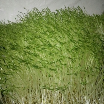 松柳芽苗菜散装