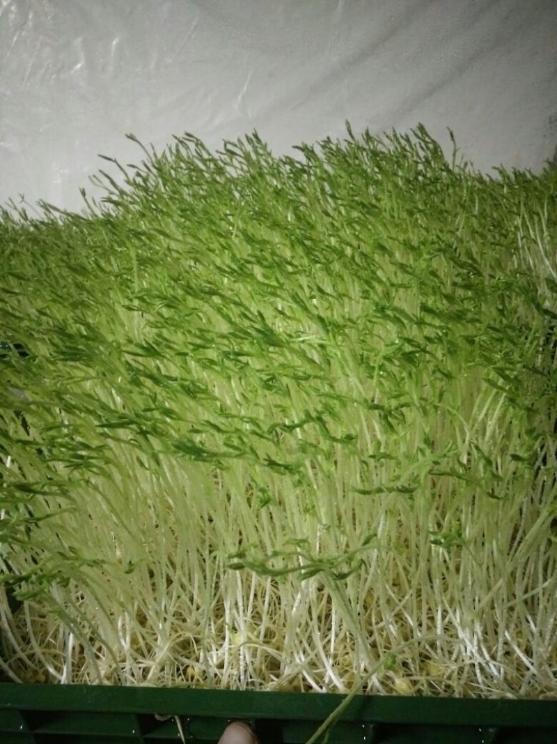 松柳芽苗菜散装