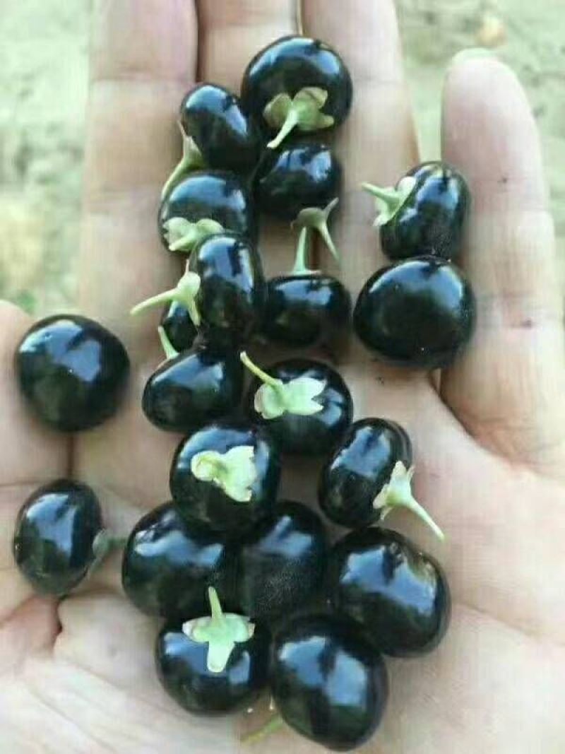 黑枸杞干货头茬