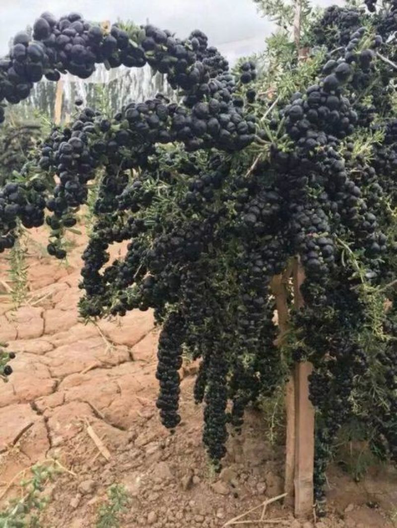 黑枸杞干货头茬