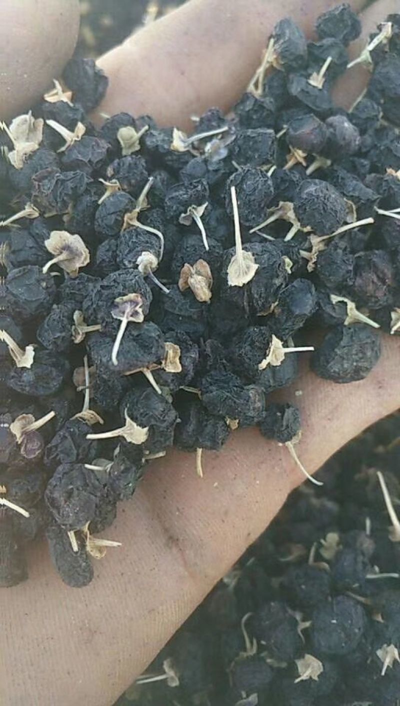 黑枸杞干货头茬