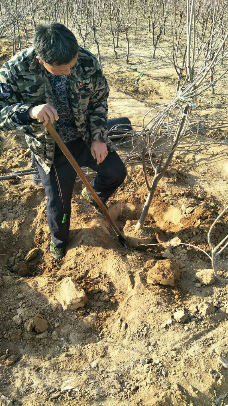樱桃树苗吉塞拉矮化樱桃树苗包品种纯正免费提供技术指导