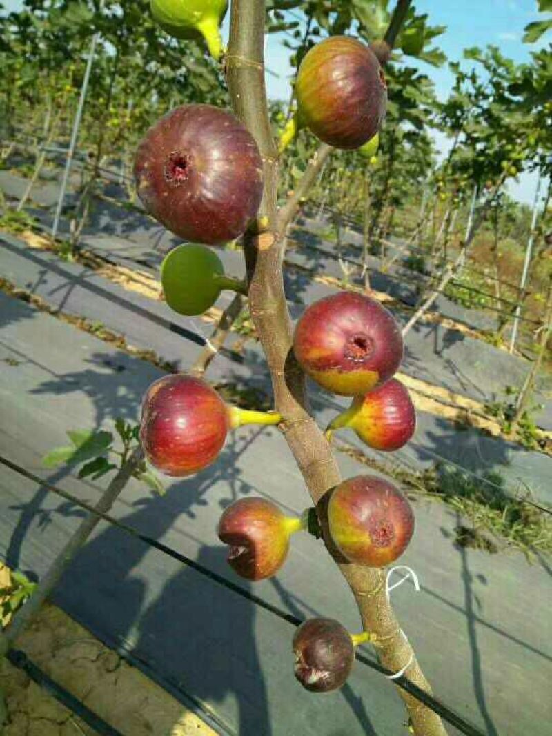 2年生无花果树苗布蓝瑞克日本紫果价格便宜