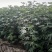 2年生无花果树苗布蓝瑞克日本紫果价格便宜