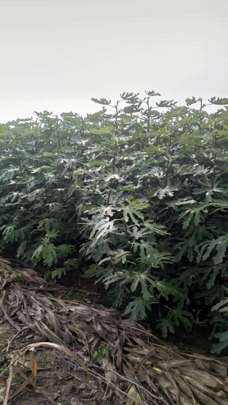 2年生无花果树苗布蓝瑞克日本紫果价格便宜