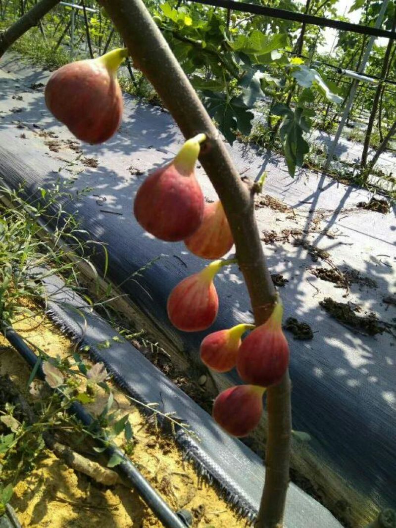 2年生无花果树苗布蓝瑞克日本紫果价格便宜