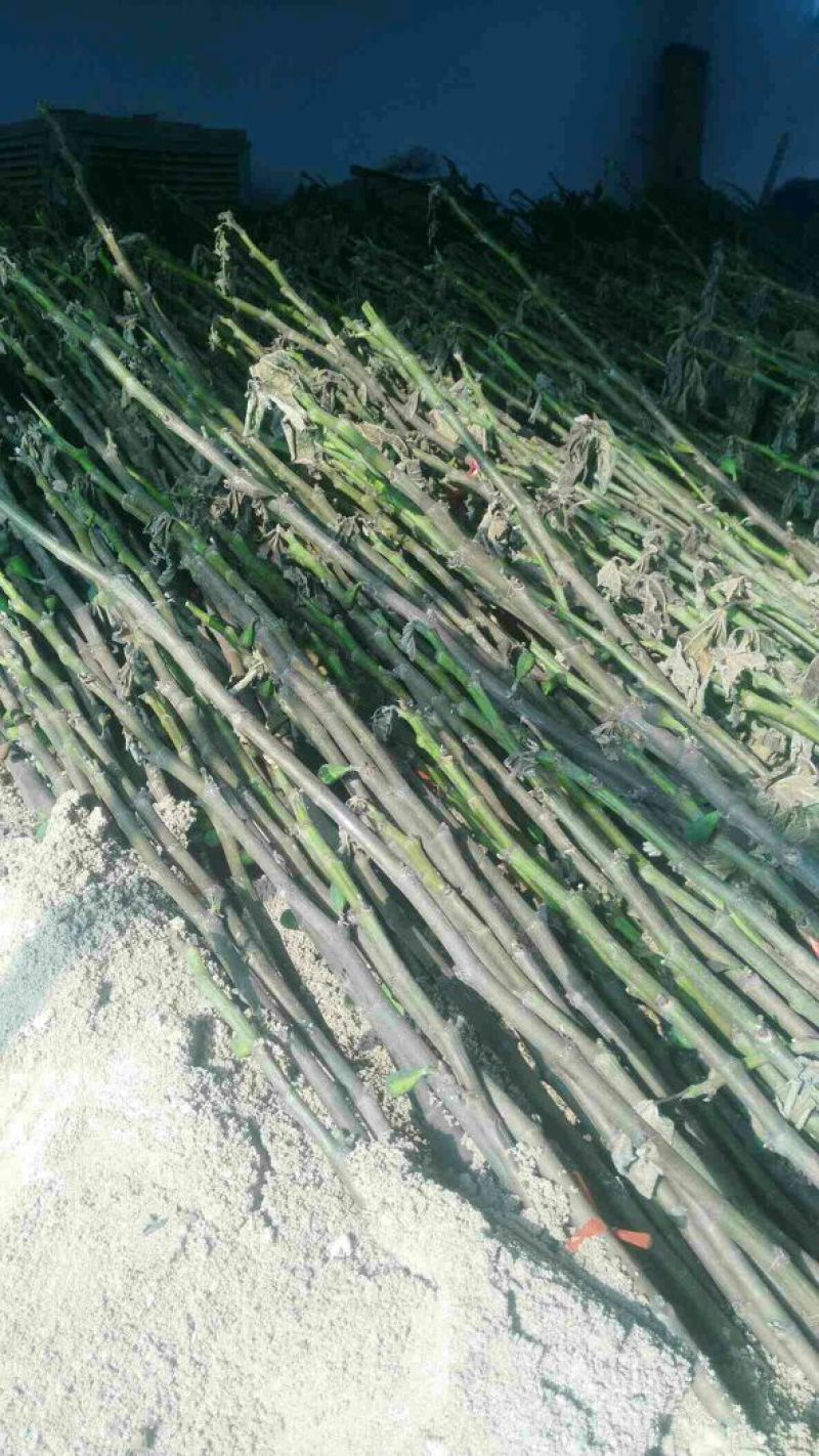 2年生无花果树苗布蓝瑞克日本紫果价格便宜
