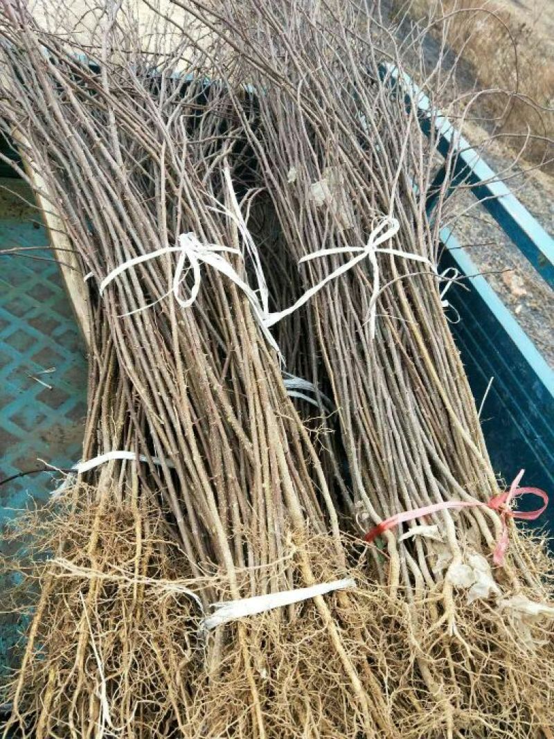 花椒苗无刺大红袍狮子头量大优惠根系发达保成活