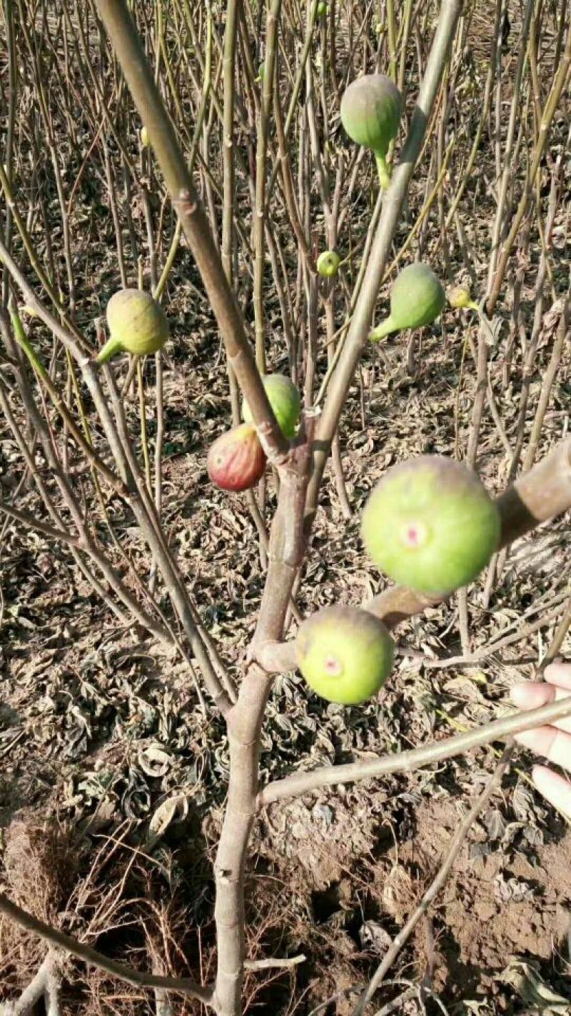 批发无花果苗一年苗波姬红布兰瑞克成活率高