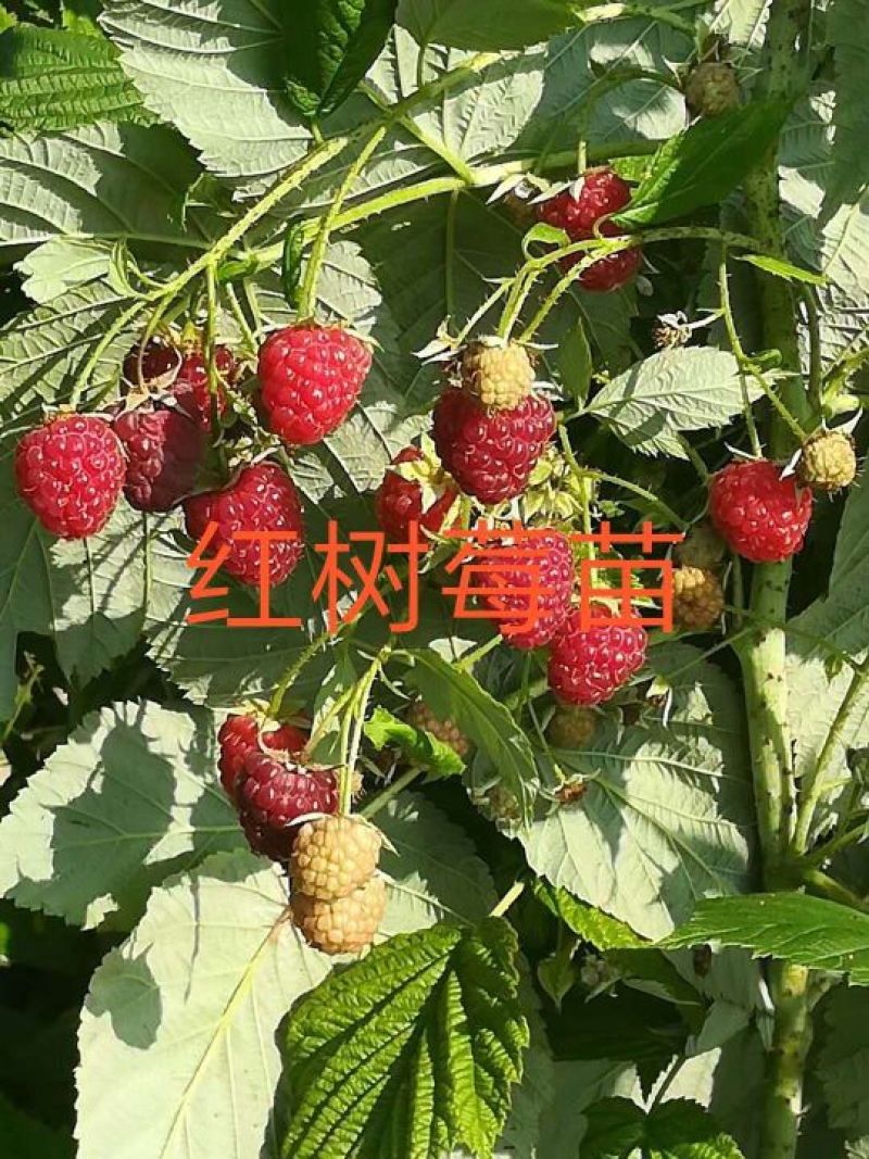 树莓苗10~30cm基地直发。价格低。成活率高。服务好