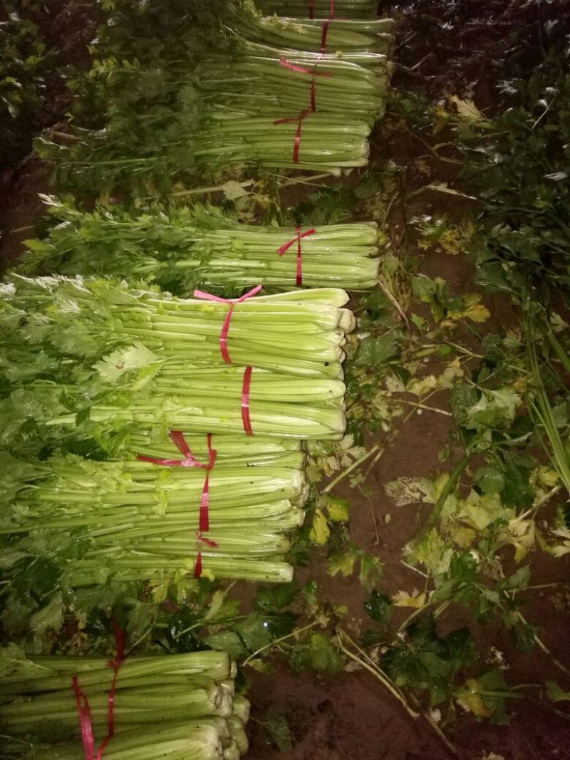 西芹50cm以上，芹菜！基地芹菜！捆把芹菜！袋装芹菜！