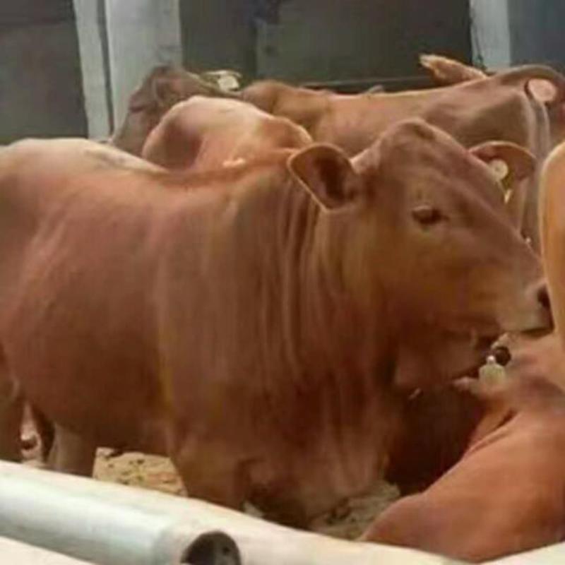 鲁西黄牛中国的国宝，生长速度快，个体大，肉质好