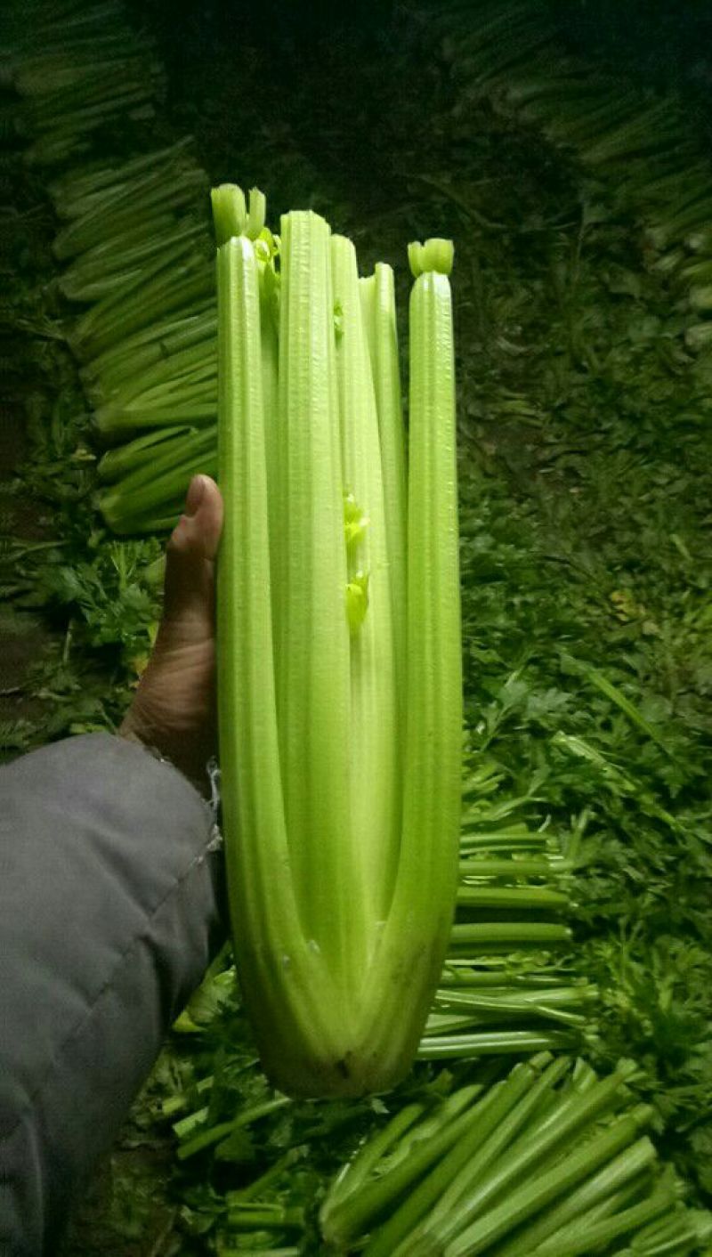 西芹40cm以上大量上市中：需要的联系我，净菜，毛菜，