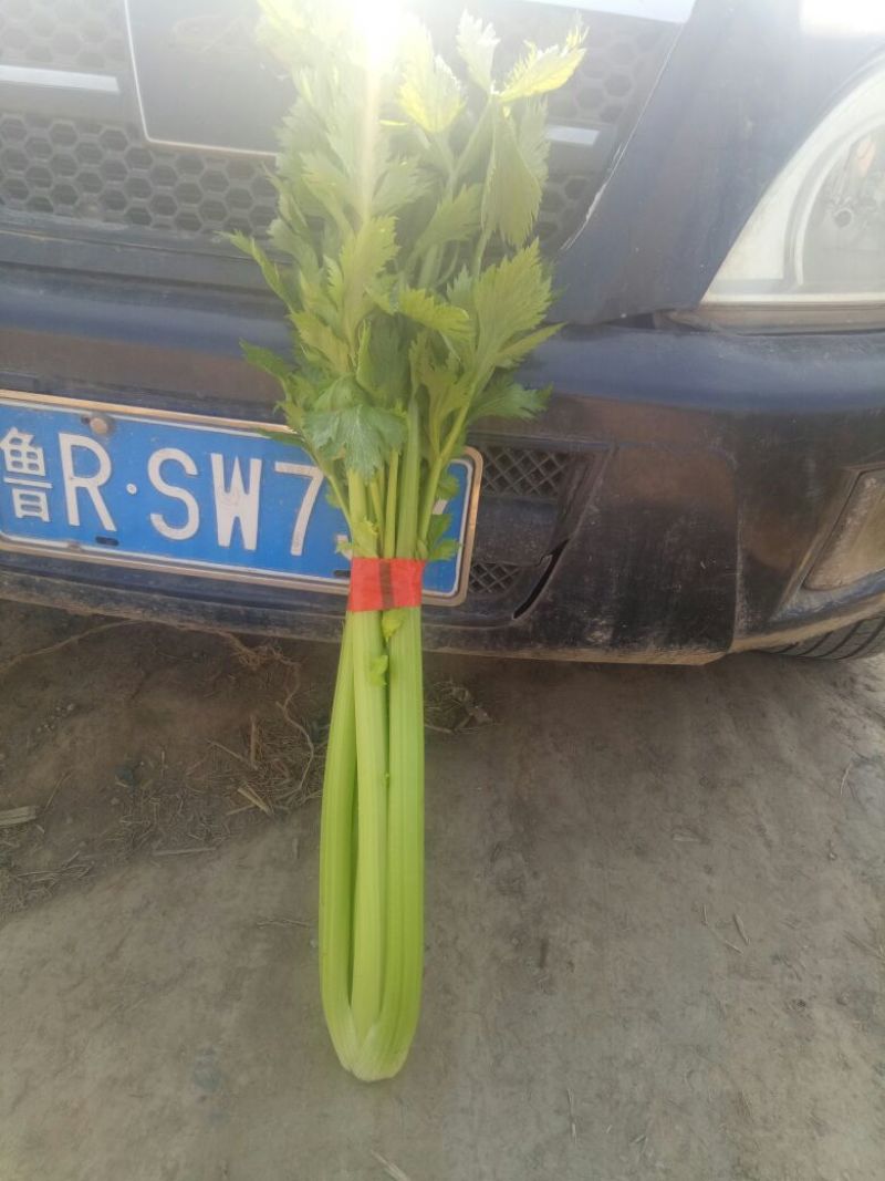 西芹40cm以上大量上市中：需要的联系我，净菜，毛菜，