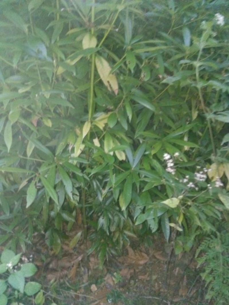 小叶桢楠80~100cm