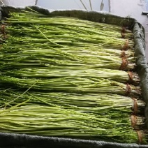 水芹60cm以上