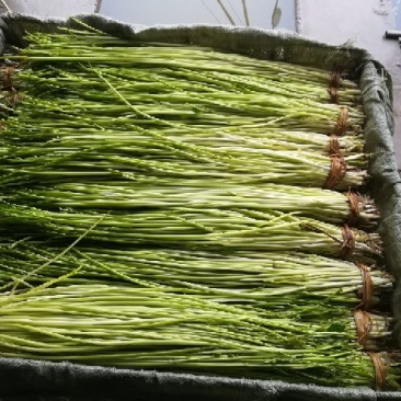 水芹60cm以上