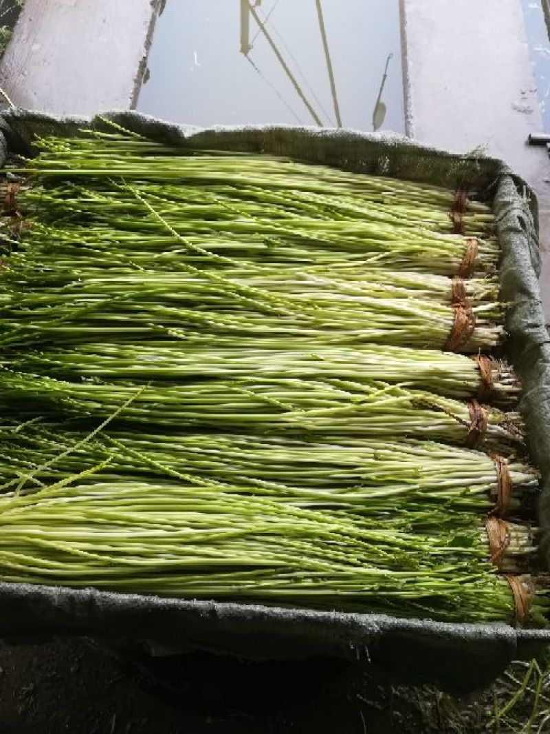水芹60cm以上