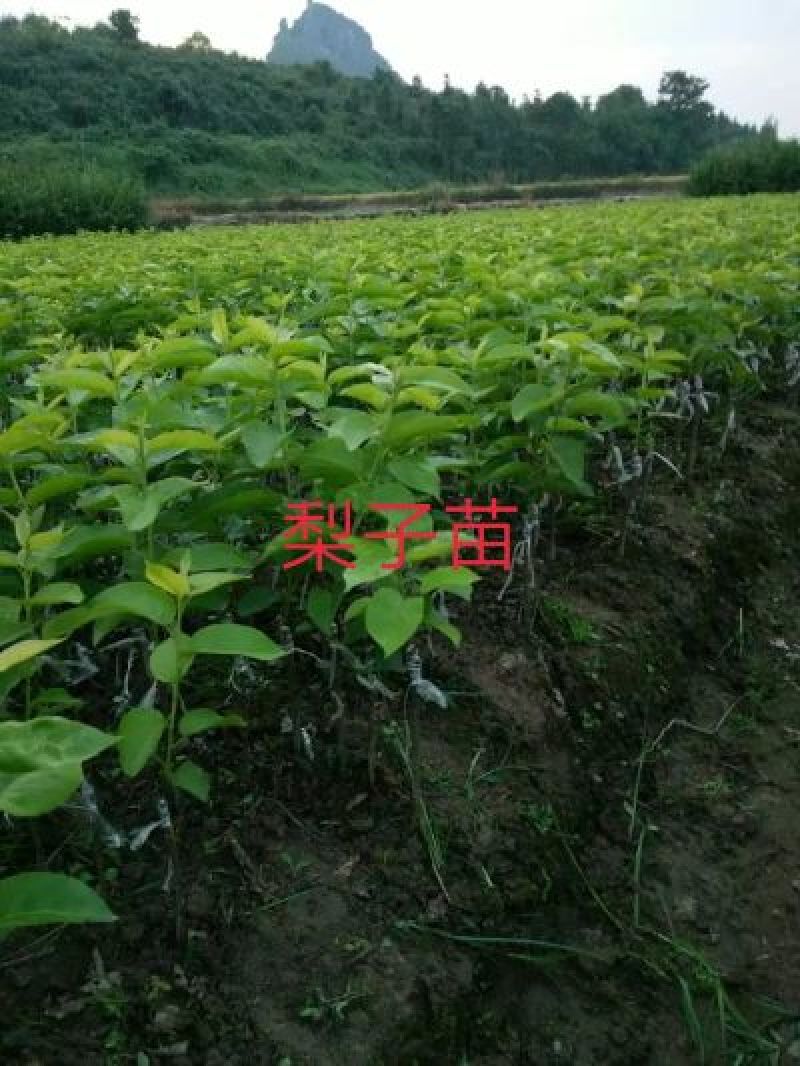 包邮大红袍板栗苗30cm以下