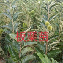 包邮大红袍板栗苗30cm以下