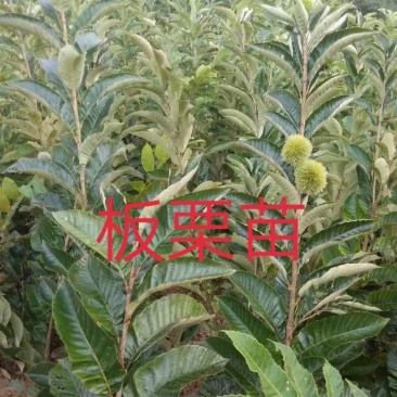包邮大红袍板栗苗30cm以下