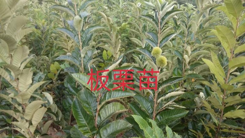 包邮大红袍板栗苗30cm以下