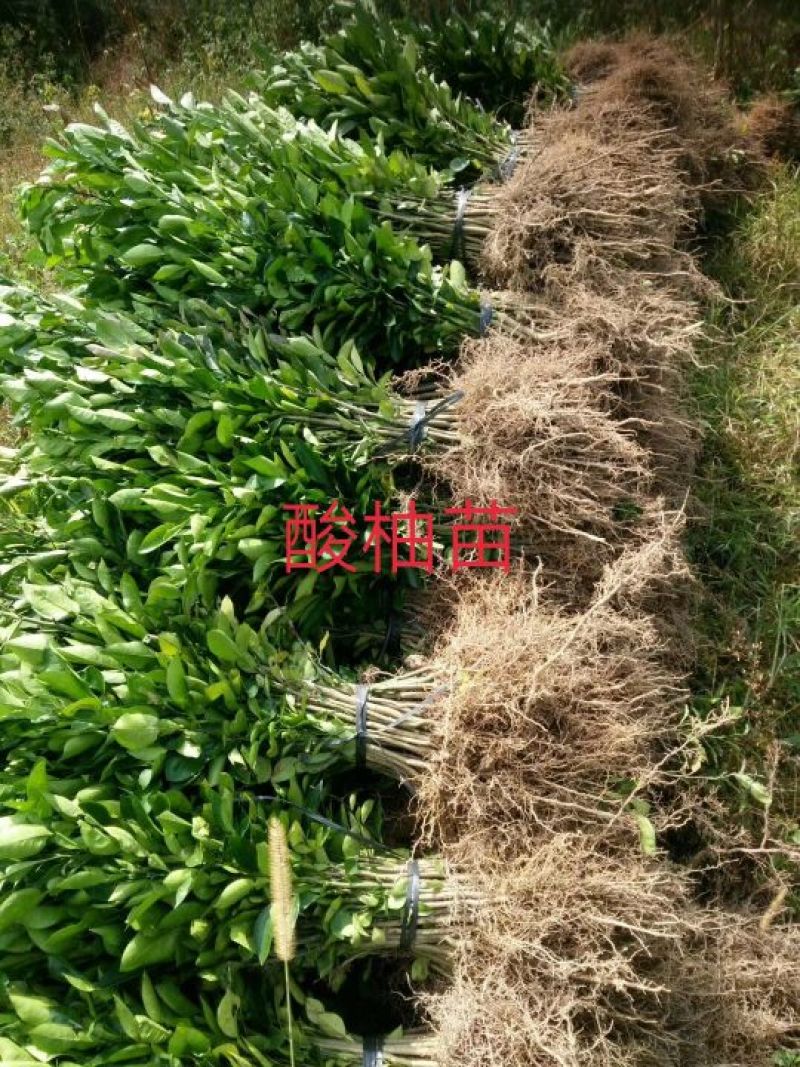 包邮大红袍板栗苗30cm以下