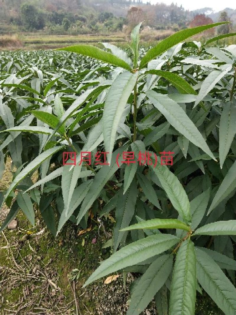 包邮大红袍板栗苗30cm以下