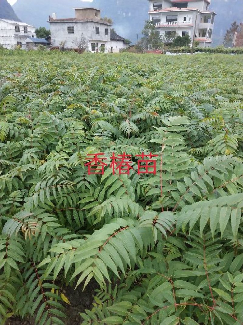 包邮大红袍板栗苗30cm以下