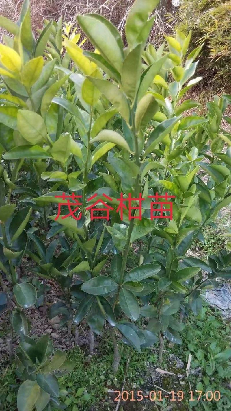 包邮大红袍板栗苗30cm以下