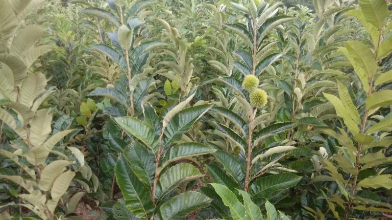 包邮大红袍板栗苗30cm以下