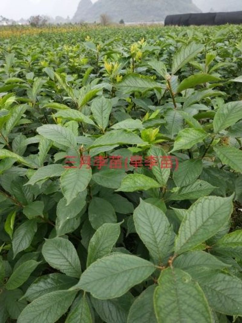包邮大红袍板栗苗30cm以下