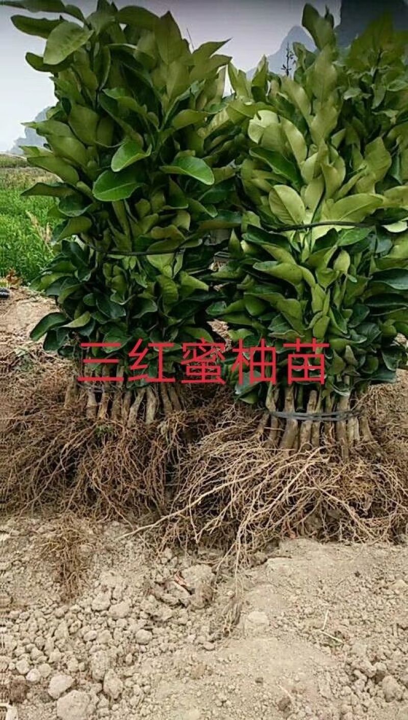 包邮大红袍板栗苗30cm以下