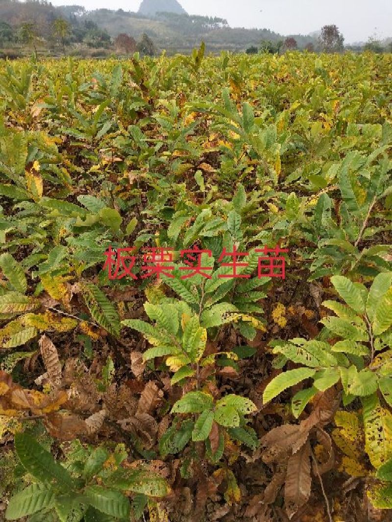 包邮大红袍板栗苗30cm以下