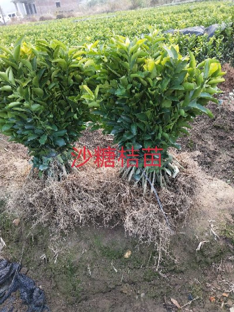 包邮大红袍板栗苗30cm以下