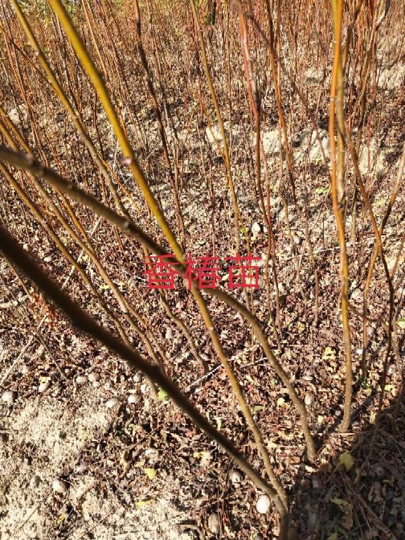 包邮大红袍板栗苗30cm以下