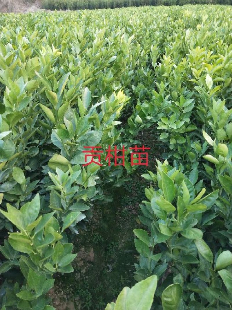 包邮大红袍板栗苗30cm以下