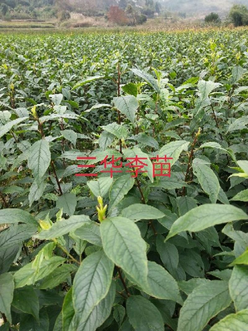 包邮大红袍板栗苗30cm以下