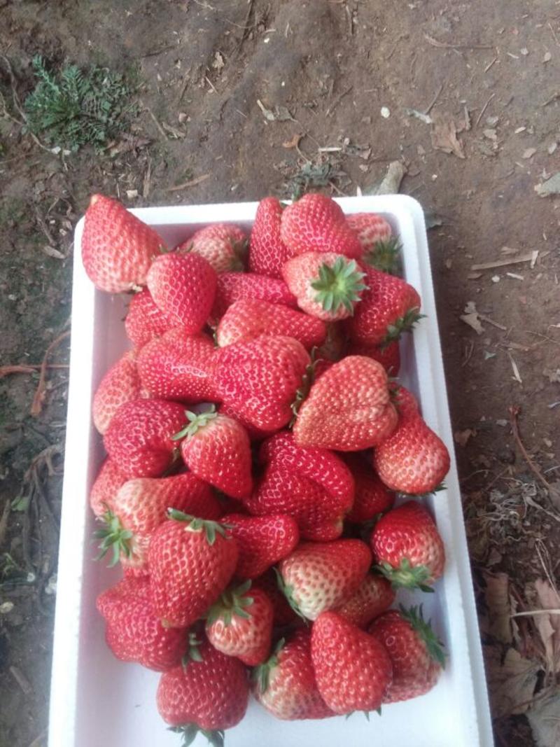 九九草莓30~40克
